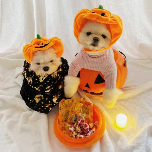 Halloween With Pumpkin Hats For Cats And Dogs