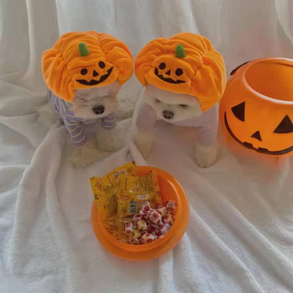 Halloween With Pumpkin Hats For Cats And Dogs