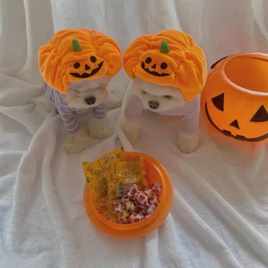 Halloween With Pumpkin Hats For Cats And Dogs