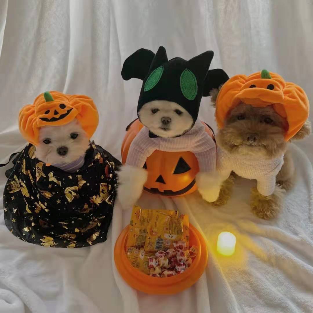 Halloween With Pumpkin Hats For Cats And Dogs